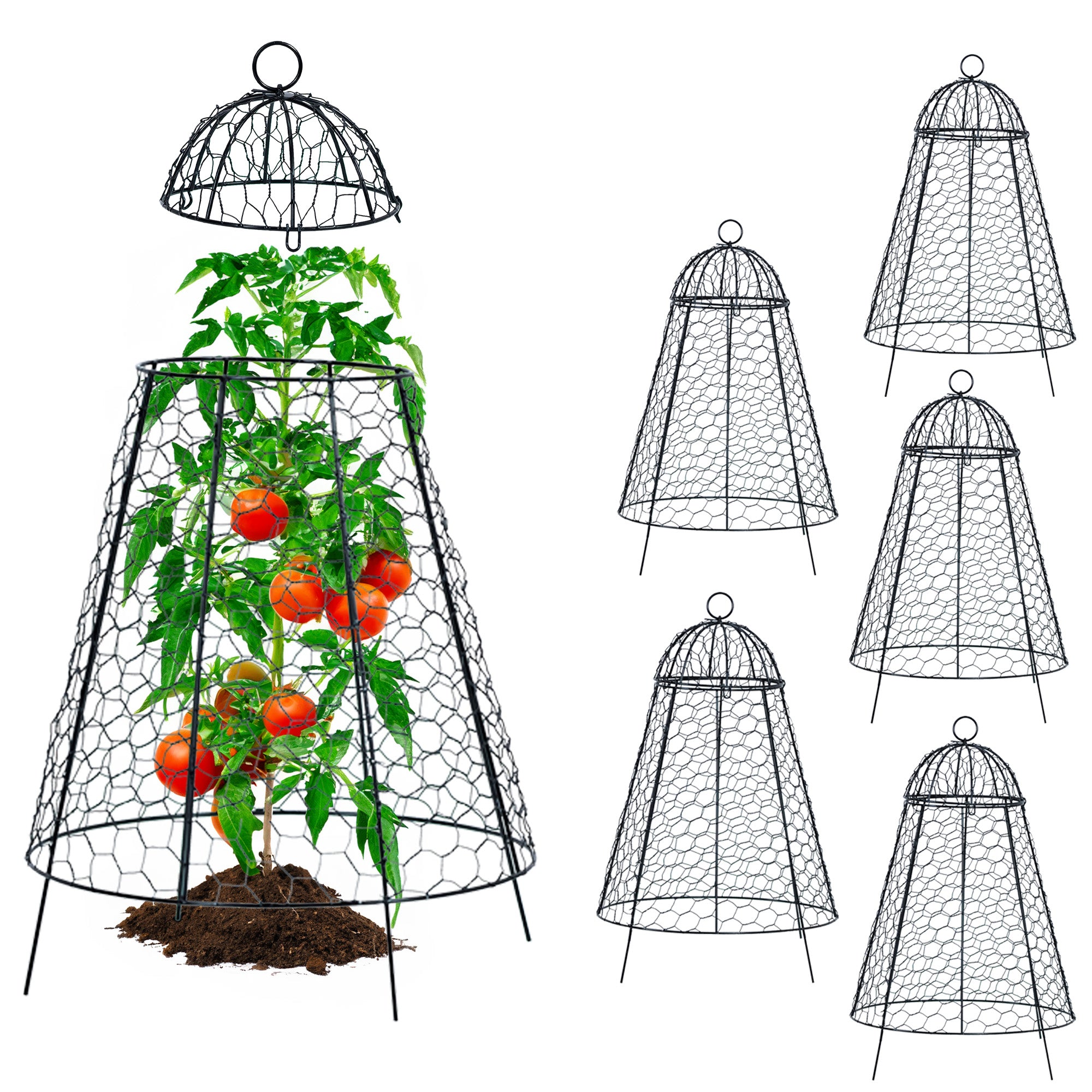 Set of garden cloches with a tomato plant and tomatoes, on a white background