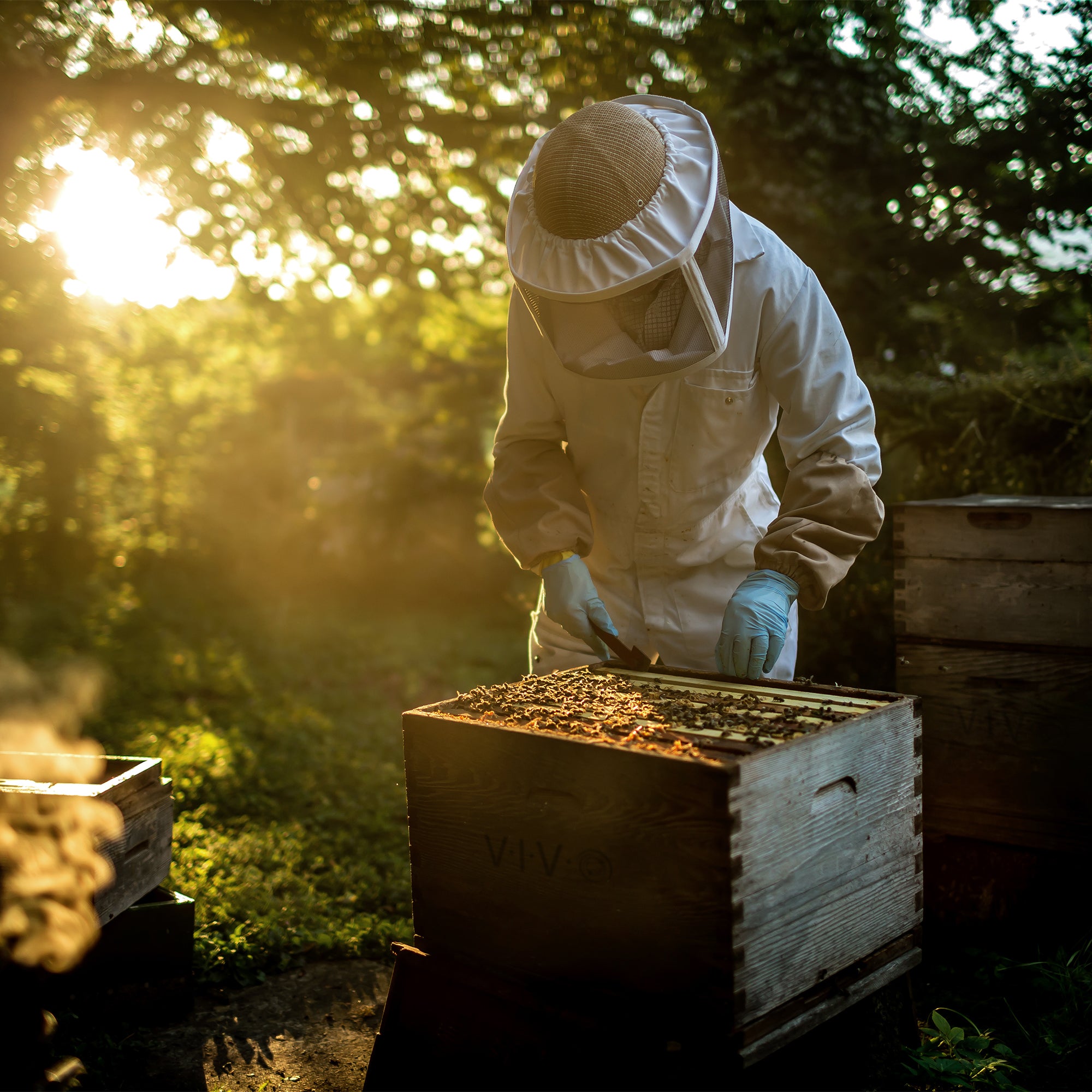 Beehive Screened Bottom Board