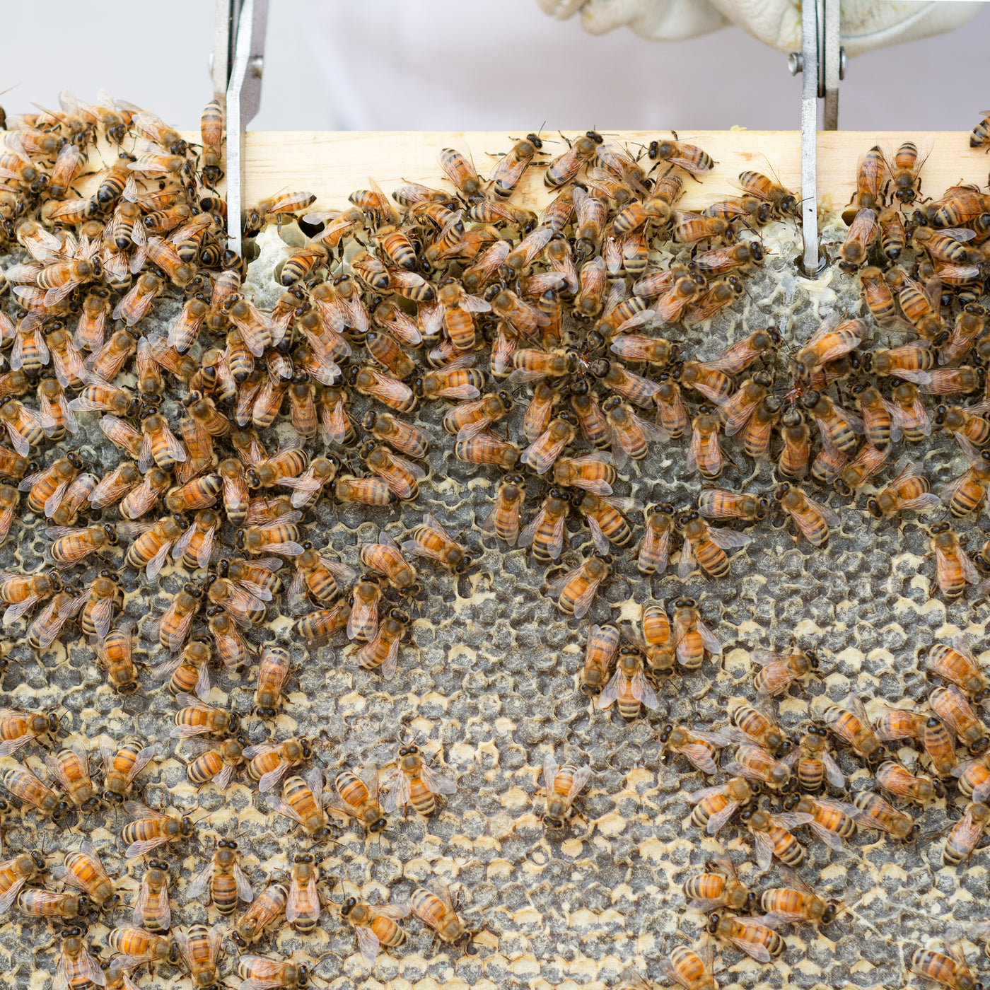 Beehive Screened Bottom Board