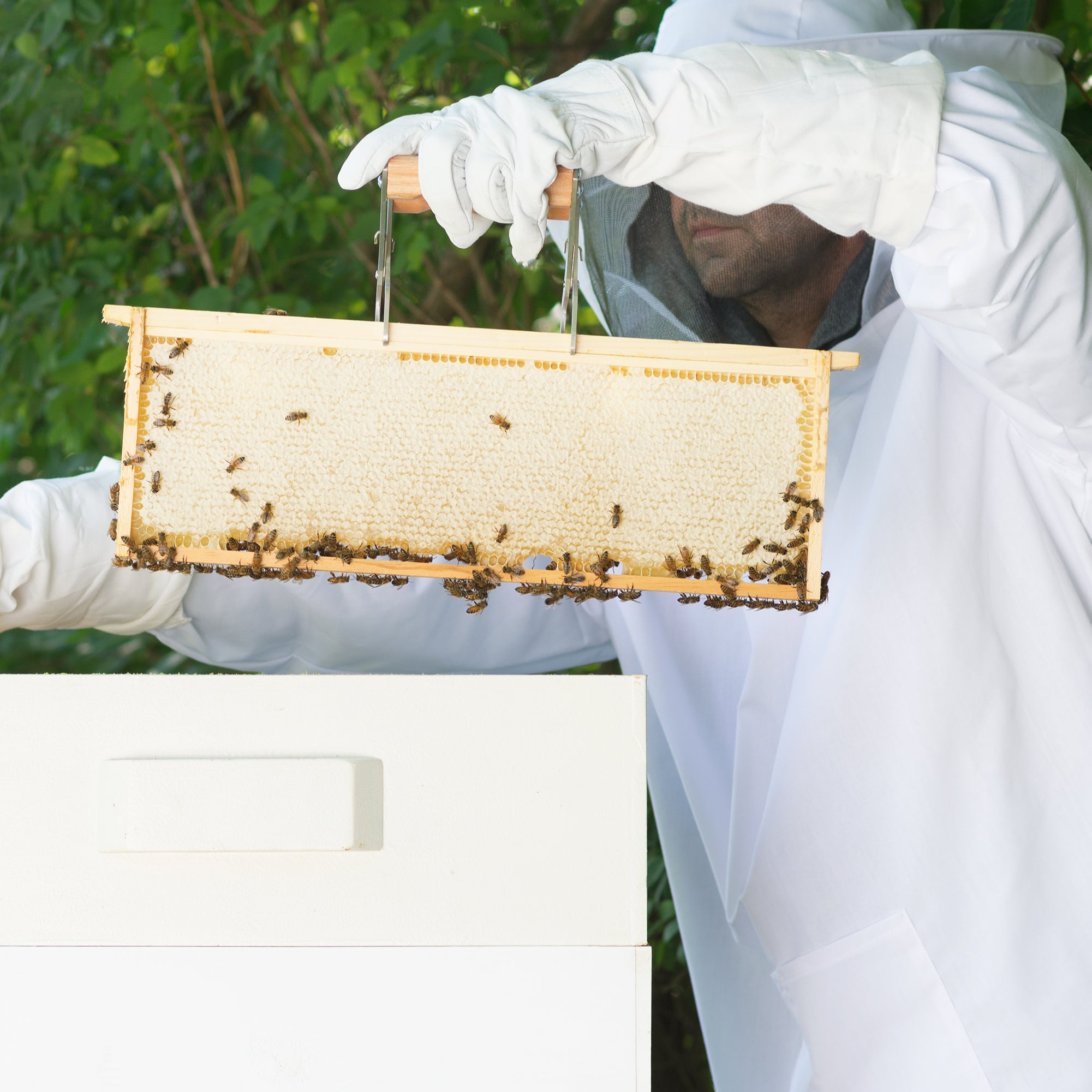 Large Beekeeping Jacket