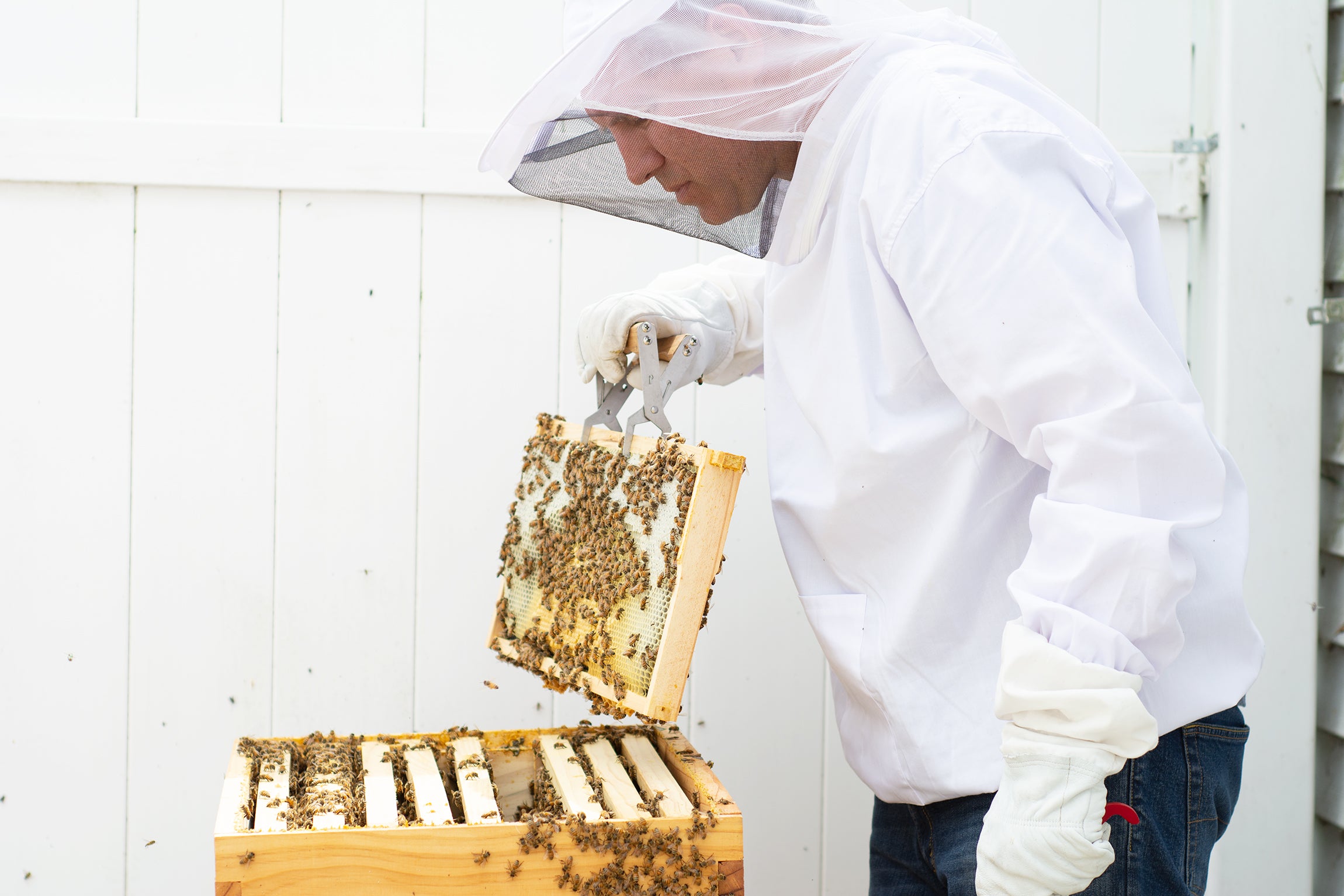 beekeeper wearing Medium/Large Beekeeping Jacket